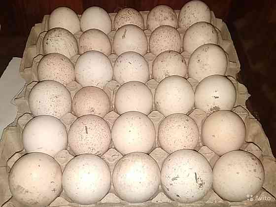 Продам инкубационное яйцо бройлера порода Кобб 500, Арбора Айкресс, и Петропавловск