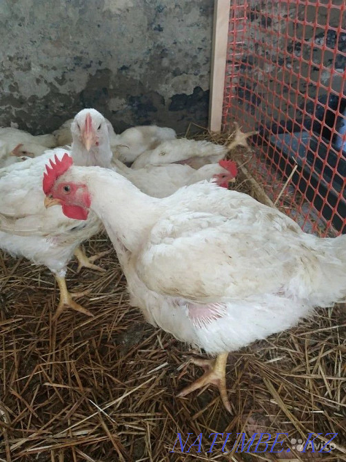 Продам инкубационное яйцо бройлера порода Кобб 500, Арбора Айкресс, и Петропавловск - изображение 2