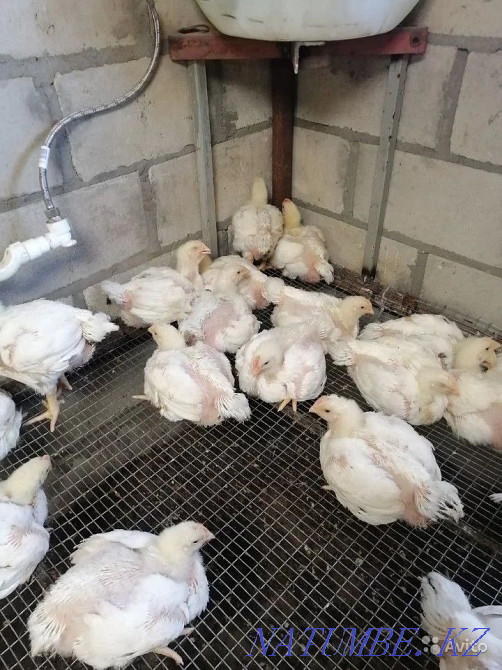 Продам инкубационное яйцо бройлера порода Кобб 500, Арбора Айкресс, и Петропавловск - изображение 4