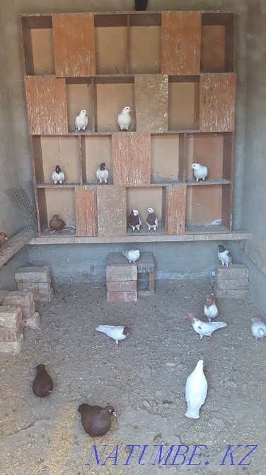 Kepter K?hershi?  Қызылорда - изображение 2