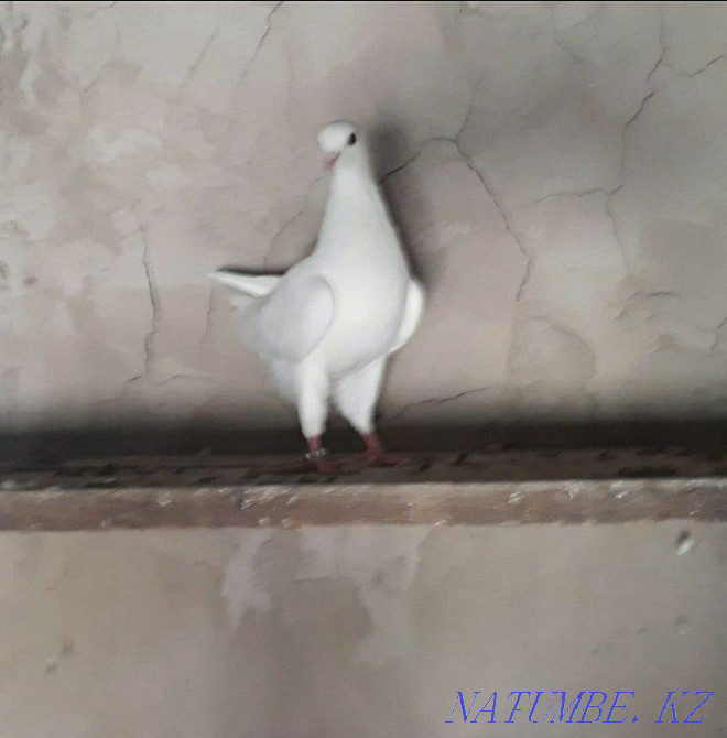 Kepter K?hershi?  Қызылорда - изображение 4