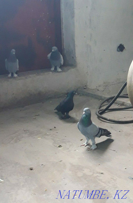 Kepter K?hershi?  Қызылорда - изображение 8