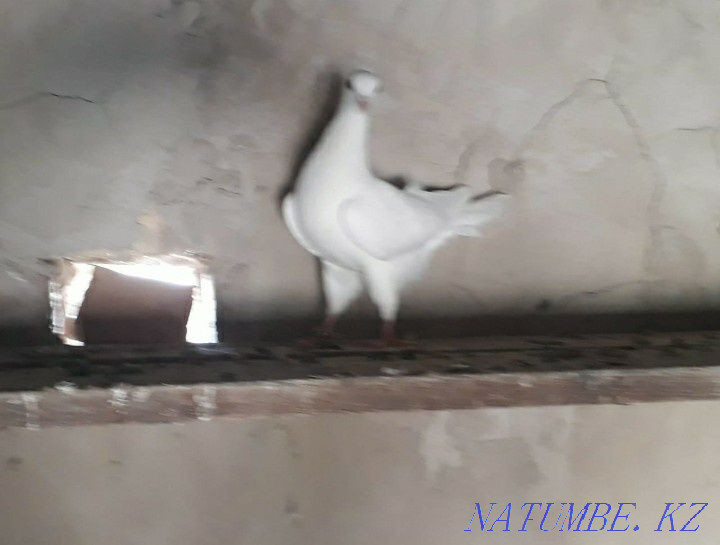 Kepter K?hershi?  Қызылорда - изображение 5