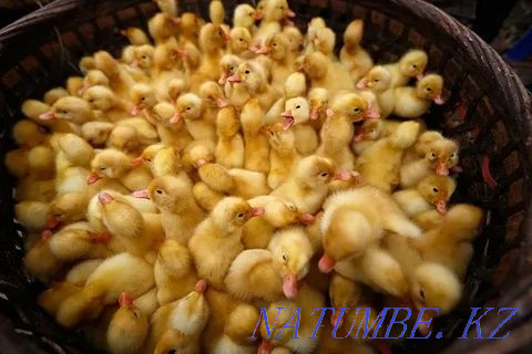 I will sell wholesale and retail high-quality goose and duck hatching eggs Pavlodar - photo 8