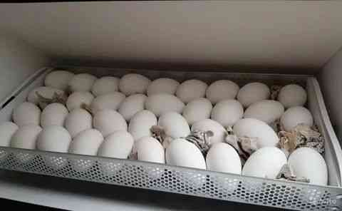 Продам утиное и гусиное инкубационное яйцо. Также бройлер и несушка  Тараз 