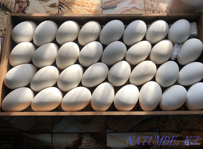 I will sell a duck incubation egg an output of 80% Almaty - photo 8