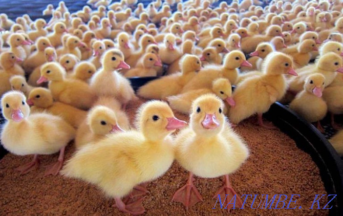 I will sell a duck incubation egg an output of 80% Almaty - photo 5