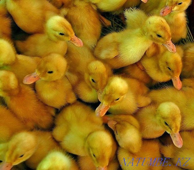 I will sell a duck incubation egg an output of 80% Almaty - photo 2