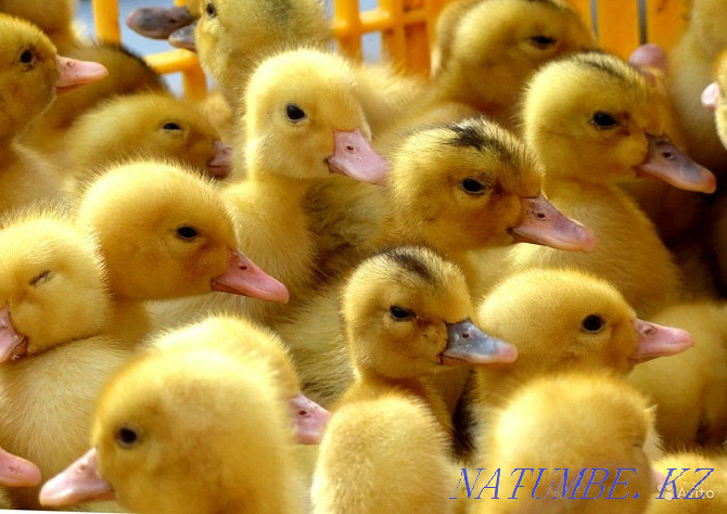 I will sell a duck incubation egg an output of 80% Almaty - photo 3