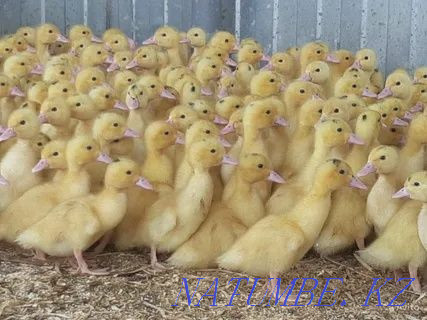 I will sell a duck incubation egg an output of 80% Almaty - photo 1