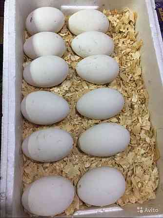 Продам оптом и в розницу инкубационное утиное и гусиное яйцо качествен Pavlodar
