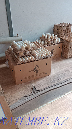 I will sell wholesale and retail hatching duck and goose eggs of high quality Pavlodar - photo 3