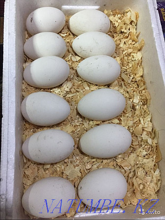 Продам оптом и в розницу инкубационное утиное и гусиное яйцо качествен Павлодар - изображение 6