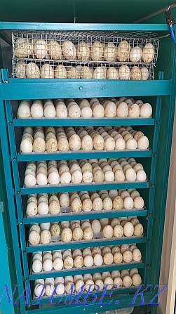 Продам оптом и в розницу инкубационное утиное и гусиное яйцо качествен Павлодар - изображение 1