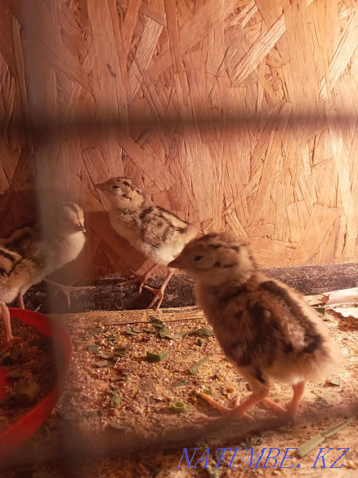 Sell pheasants five days old  - photo 2