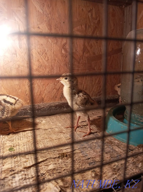 Sell pheasants five days old  - photo 1