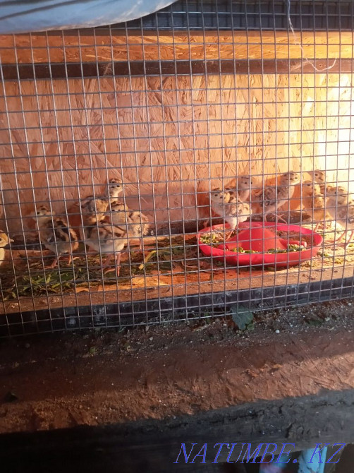 Sell pheasants five days old  - photo 3