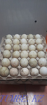 I will sell a large duck hatching egg. Fertility guarantee Almaty - photo 1