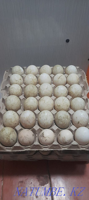 Продам крупное утиное инкубационное яйцо. Гарантия оплодности Алматы - изображение 1