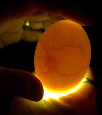 Продам утиное инкубационное яйцо  Алматы