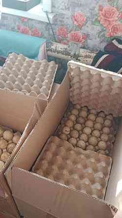 Продам утиное инкубационное яйцо  Алматы