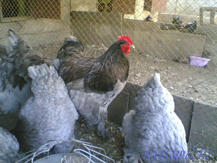 Selling 3 homemade chickens Боралдай - photo 1