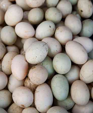 Продам утиное инкубационное яйцо  Екібастұз
