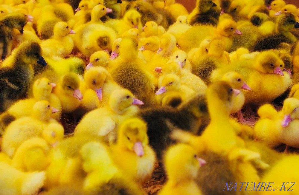 Sell duck hatching eggs Ekibastuz - photo 3