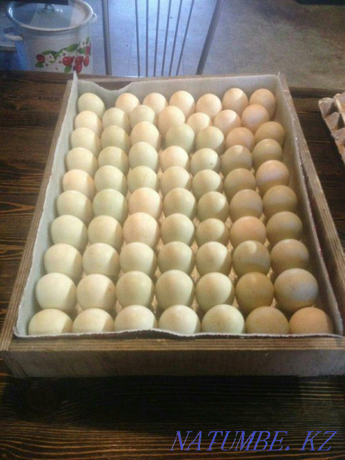 Sell duck hatching eggs Ekibastuz - photo 7