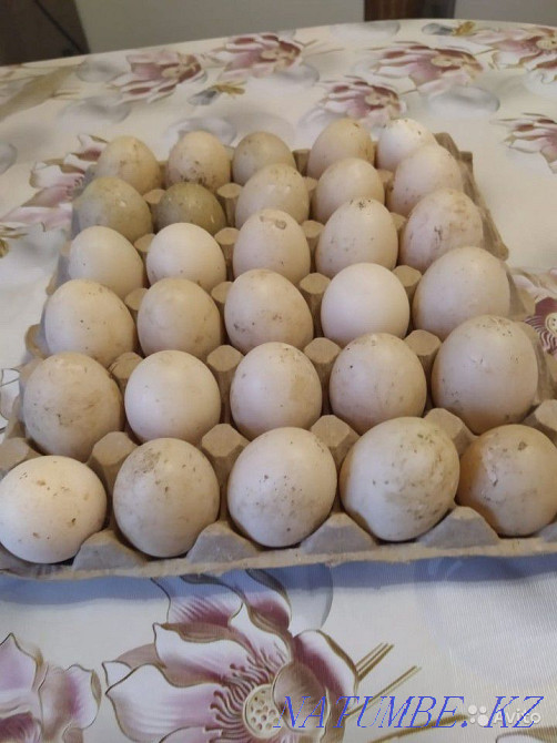 Sell duck hatching eggs Ekibastuz - photo 8