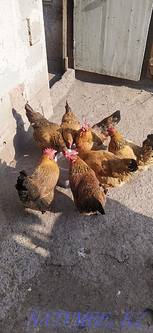 Продам инкубационное яйцо пестрой несушки. Куры мясо яичного направлен Петропавловск - изображение 2