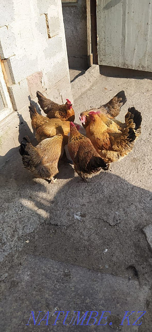 Продам инкубационное яйцо пестрой несушки. Куры мясо яичного направлен Петропавловск - изображение 3