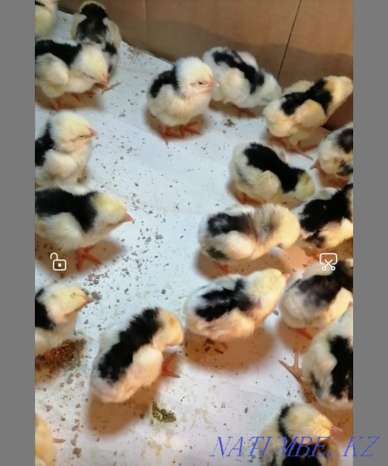 Продам цыплят... Талдыкорган - изображение 1