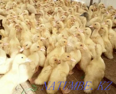 Duck hatching egg breed Agidel Petropavlovsk - photo 1