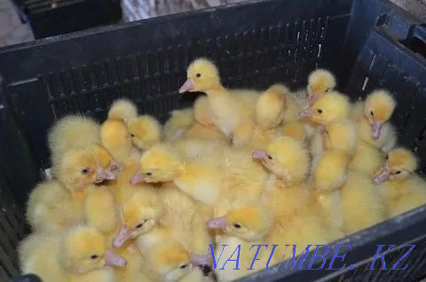 Duck hatching egg breed Agidel Petropavlovsk - photo 4