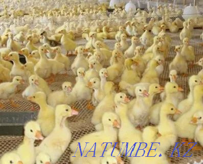 Duck hatching egg breed Agidel Petropavlovsk - photo 3