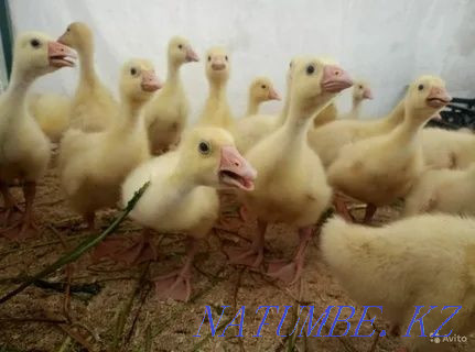 Duck hatching egg breed Agidel Petropavlovsk - photo 2