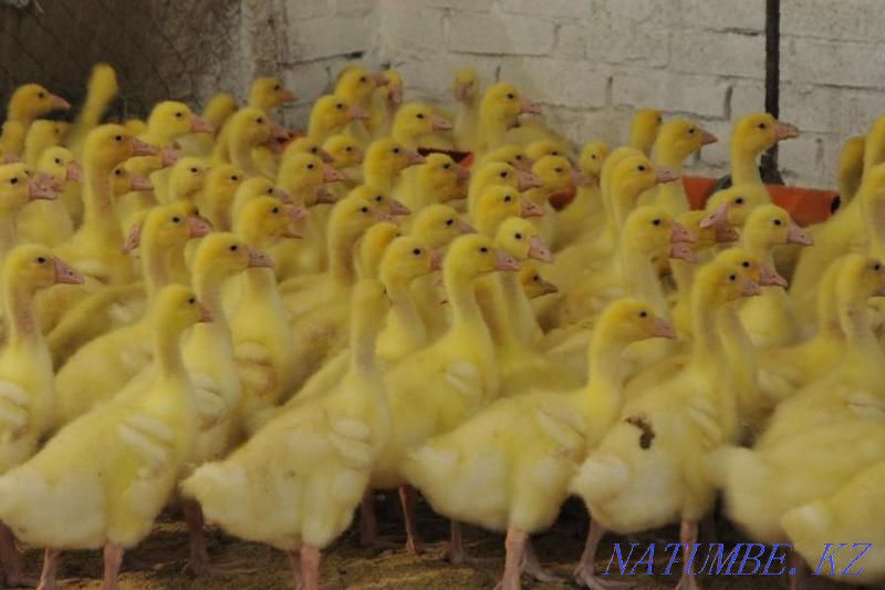 Утиное инкубационное яйцо порода Агидель Петропавловск - изображение 5