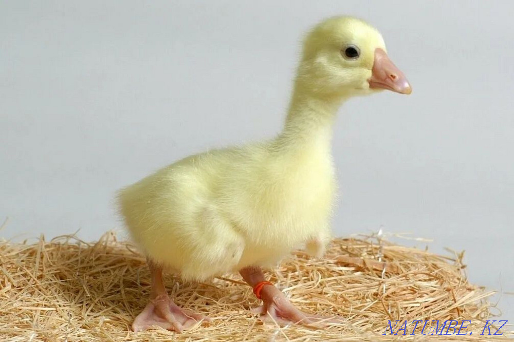 Утиное инкубационное яйцо порода Агидель Петропавловск - изображение 6