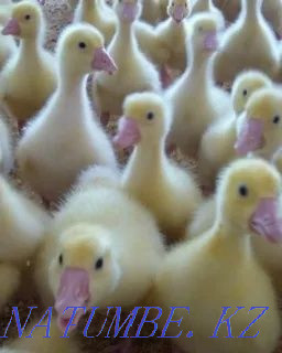 Утиное инкубационное яйцо порода Агидель Петропавловск - изображение 7