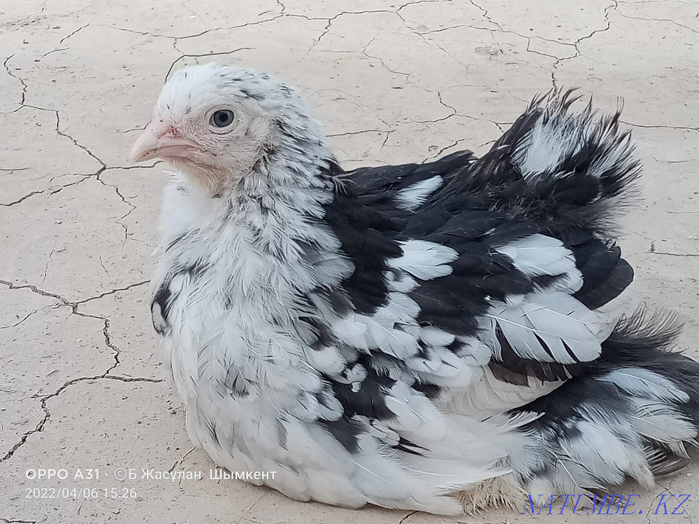 Новинка инкубационное яйцо несушка пестрая 330 яиц в год Петропавловск - изображение 1