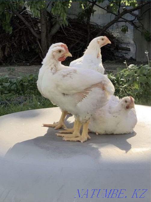 Цыплята бройлеров Байтерек - изображение 3