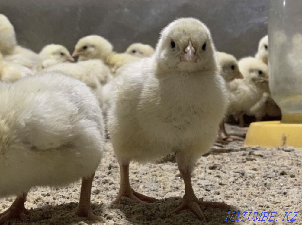 Цыплята бройлеров Байтерек - изображение 1