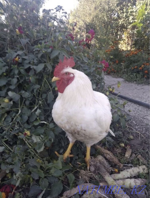 Цыплята бройлеров Байтерек - изображение 5