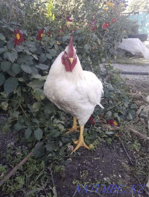 Цыплята бройлеров Байтерек - изображение 6