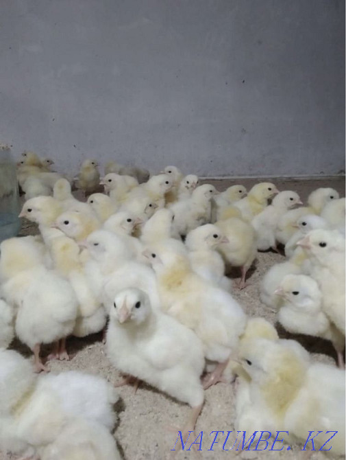 Цыплята бройлеров Байтерек - изображение 2