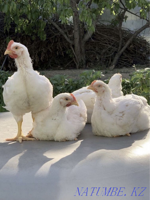 Цыплята бройлеров Байтерек - изображение 4