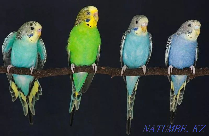 Толқынды тотықұс сатылады Шымкент - изображение 3