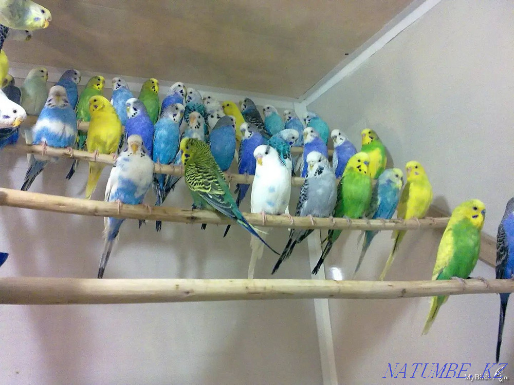 Толқынды тотықұс сатылады Шымкент - изображение 4