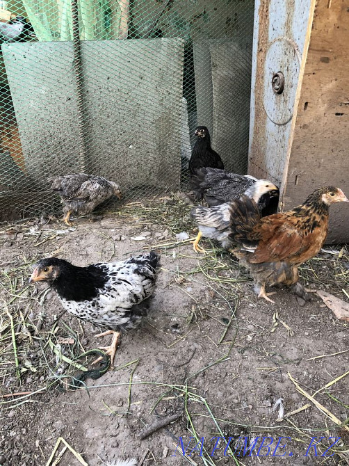 Domestic chickens  - photo 6